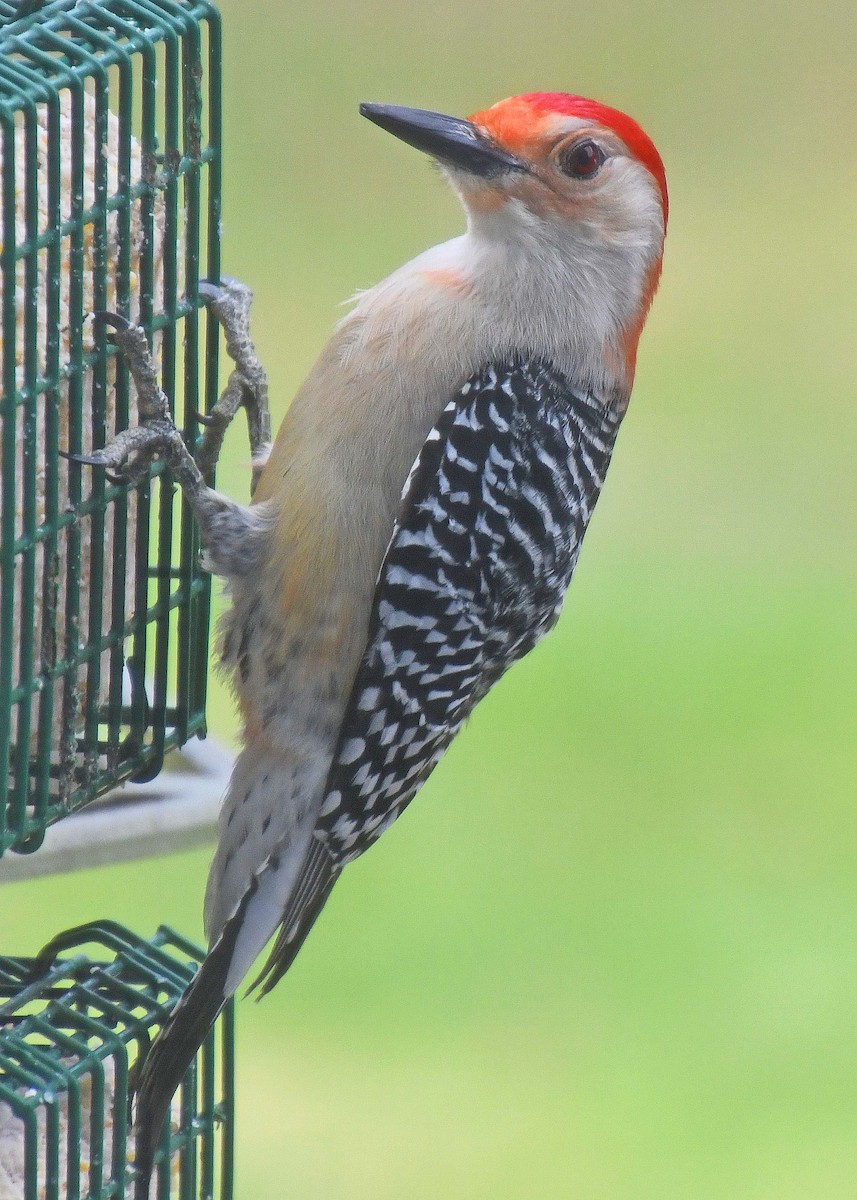 Red-bellied Woodpecker - ML223189831