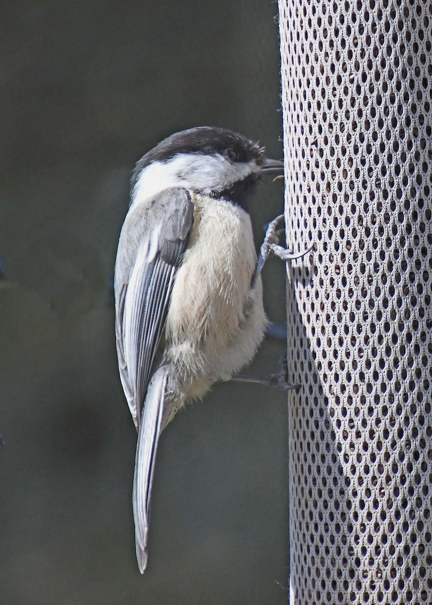 Black-capped Chickadee - ML223189881