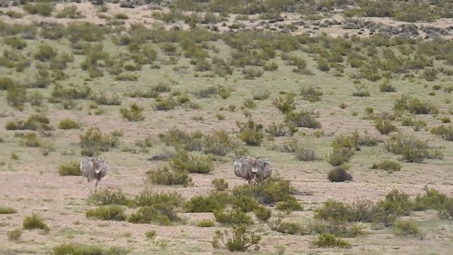 Lesser Rhea - ML223191051