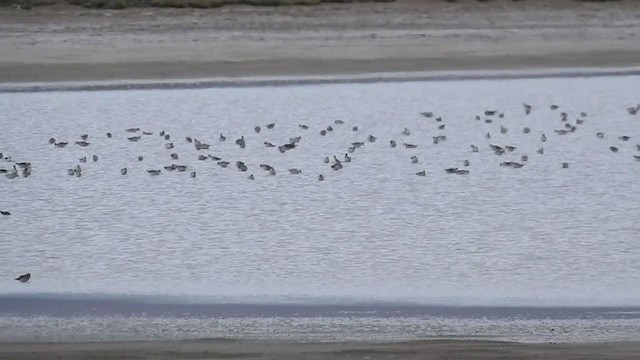 שחיינית תלת-גונית - ML223191121