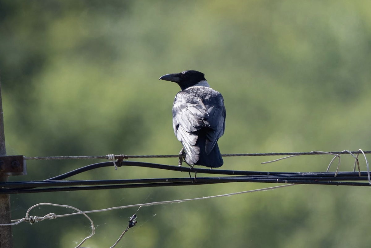 Collared Crow - Simon Colenutt