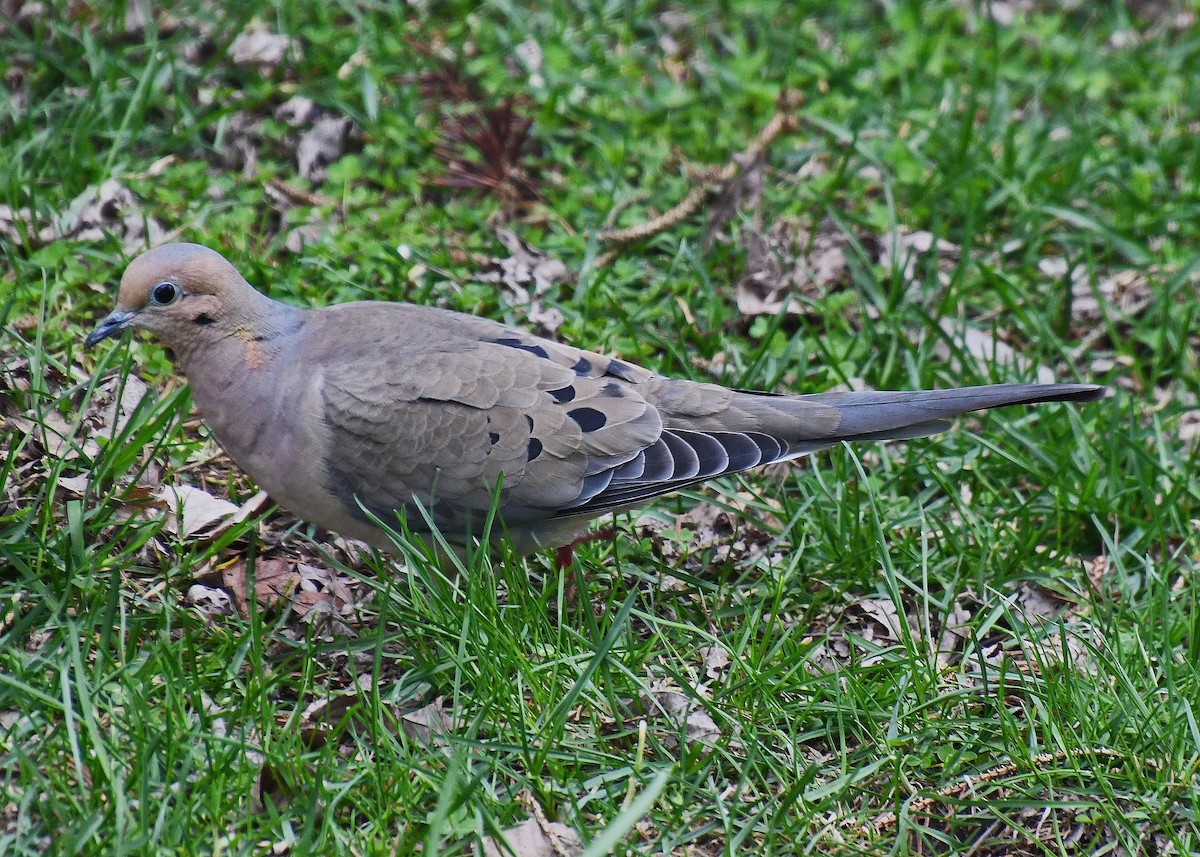 Mourning Dove - ML223191151