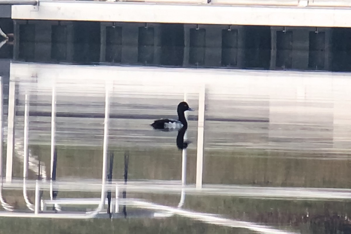 Greater Scaup - ML22319121