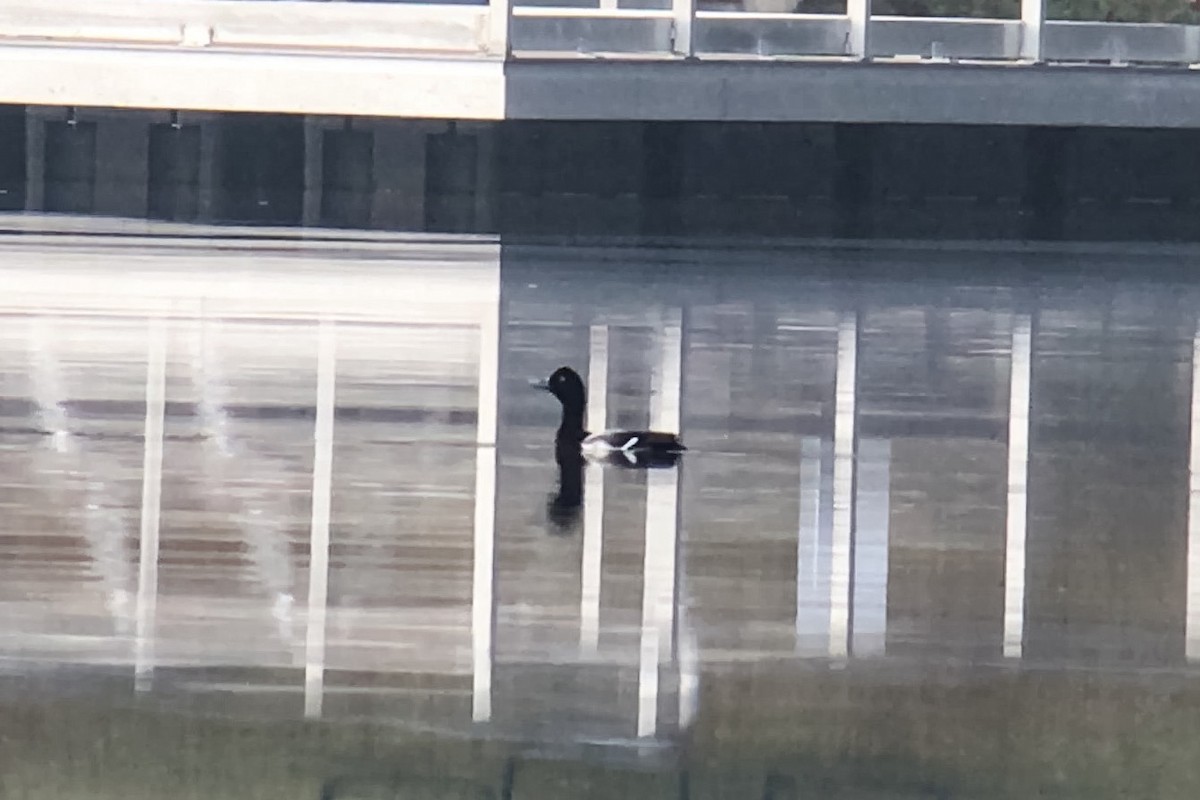 Greater Scaup - ML22319131