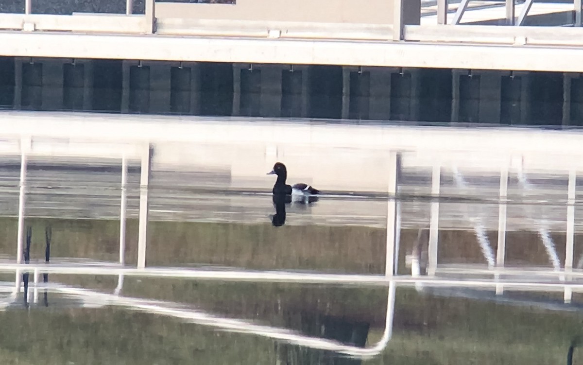 Greater Scaup - ML22319151