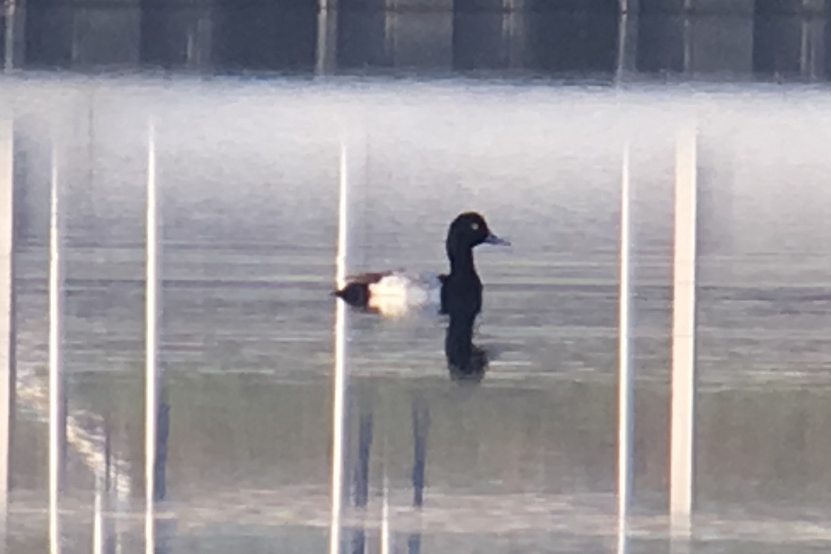 Greater Scaup - ML22319171