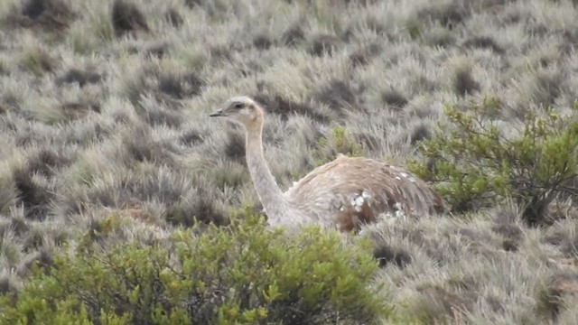 Lesser Rhea - ML223191931