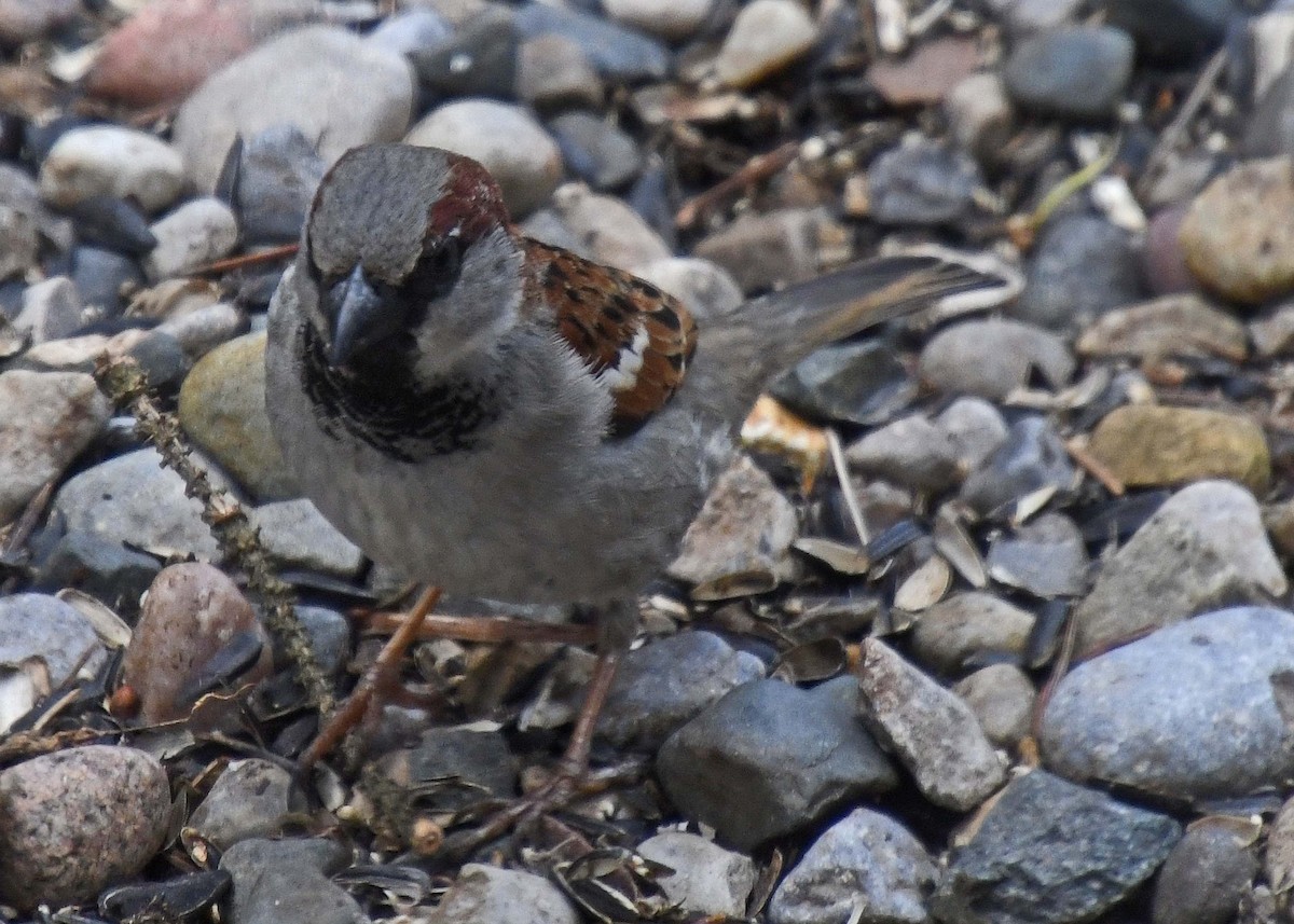 House Sparrow - ML223192401