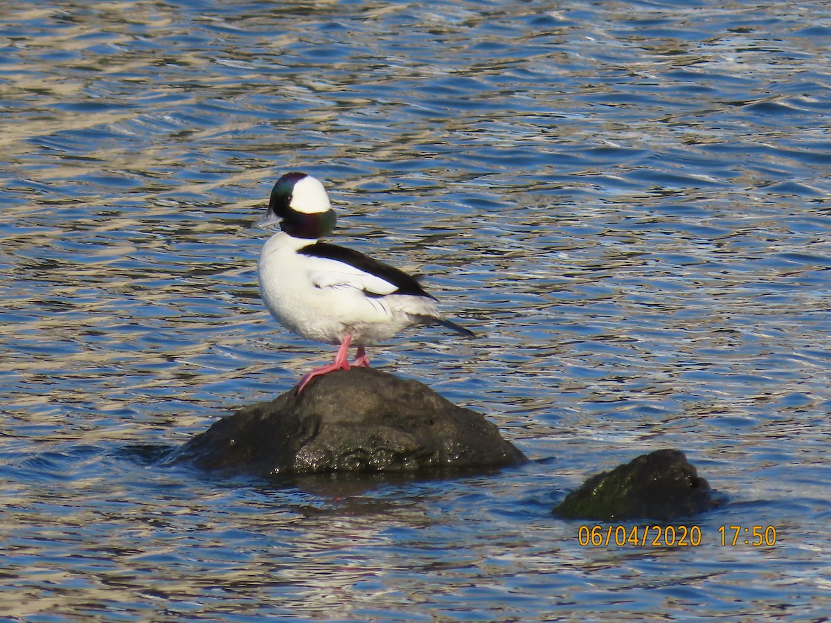 Bufflehead - ML223192561