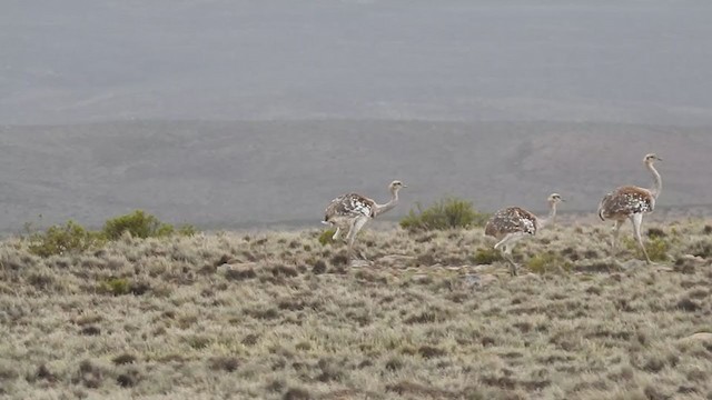 Lesser Rhea - ML223192651