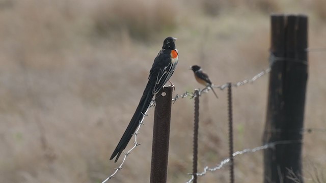 Long-tailed Widowbird - ML223193051