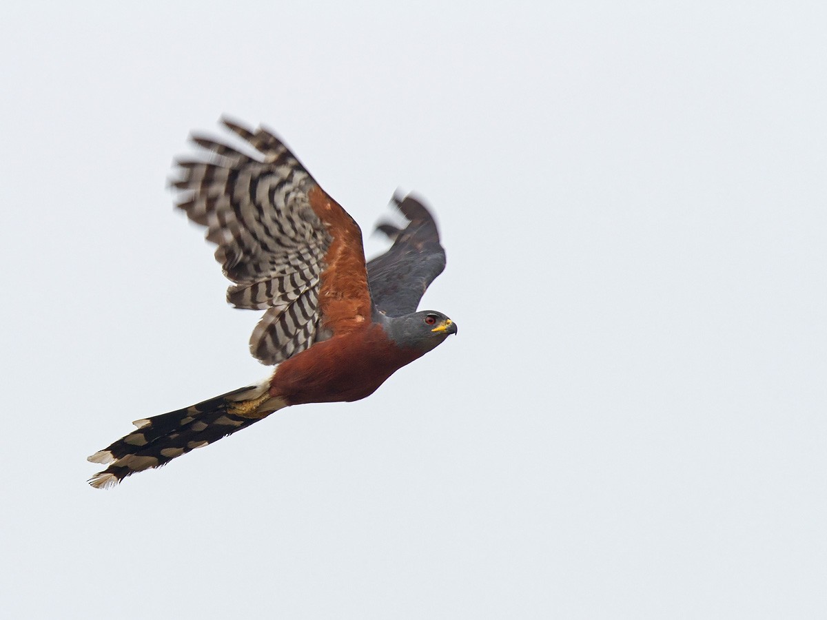 Long-tailed Hawk - ML223195201