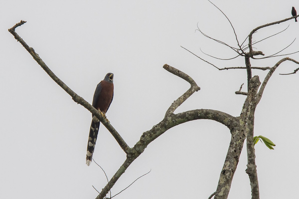 Long-tailed Hawk - ML223195221