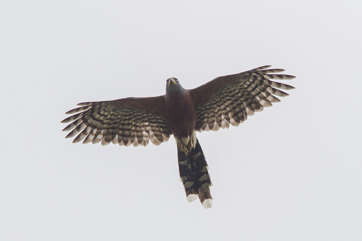 Long-tailed Hawk - Niall D Perrins