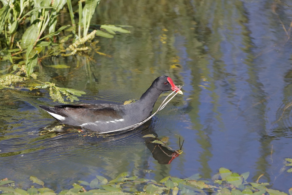 Eurasian Moorhen - Holger Teichmann