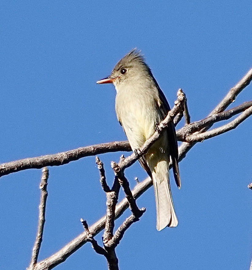 Greater Pewee - Susan Hartley