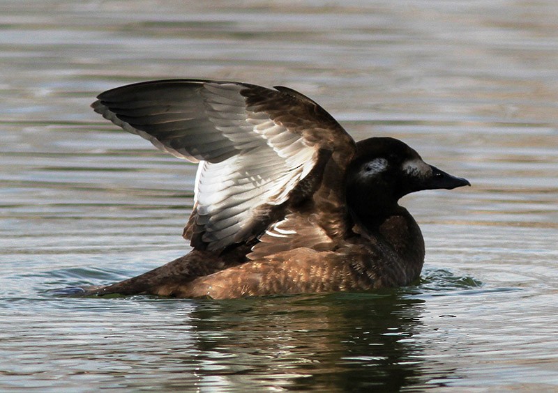 White-winged Scoter - ML22319721
