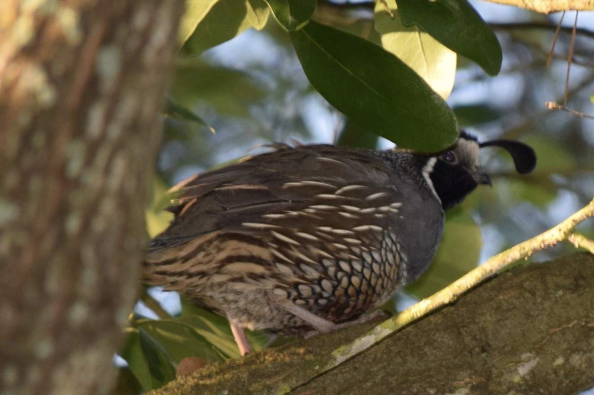 California Quail - Liz buck