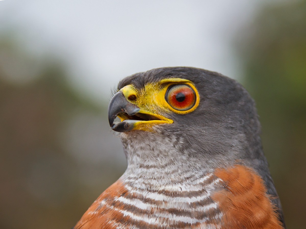 Chestnut-flanked Sparrowhawk - Niall D Perrins