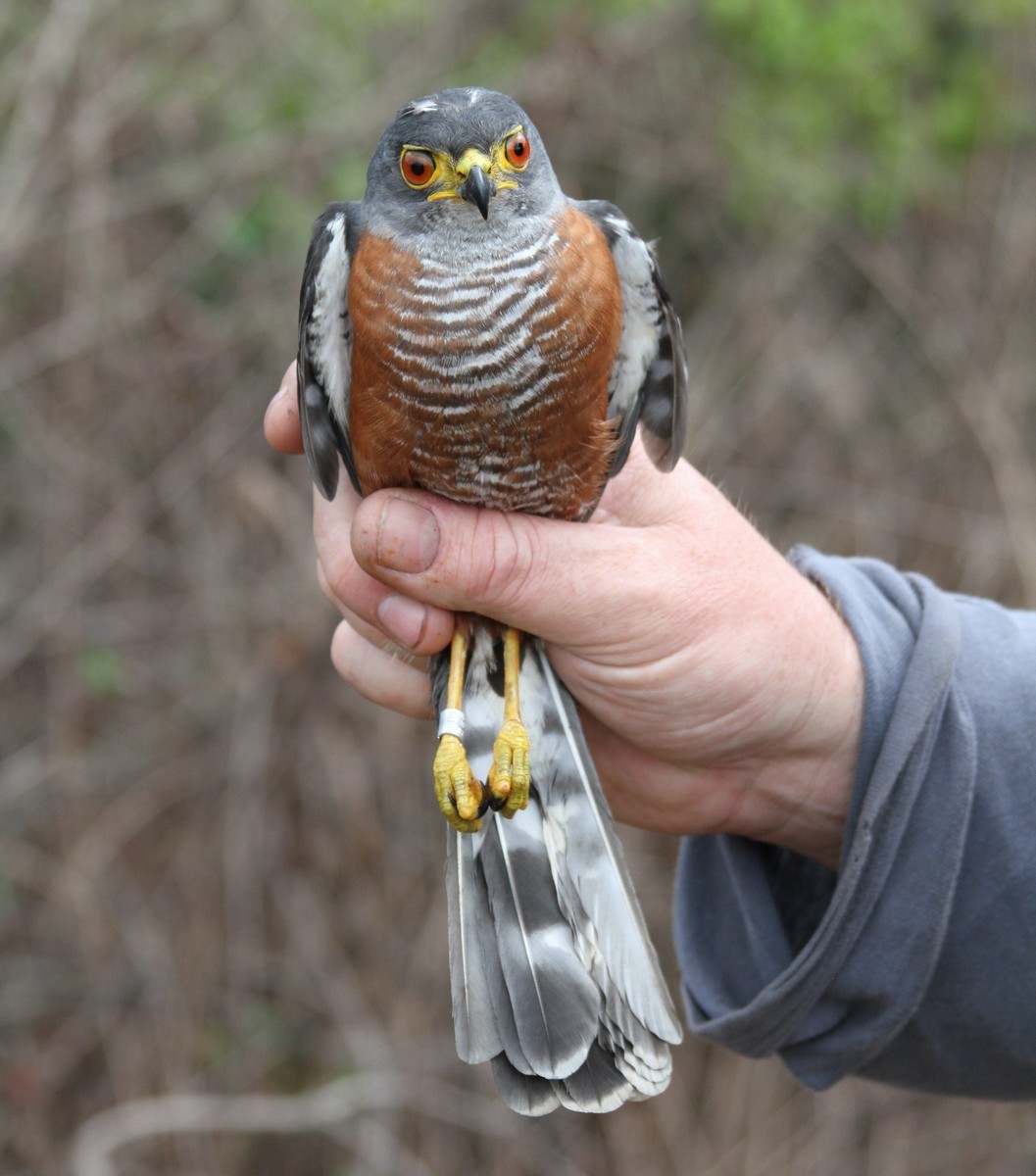 Chestnut-flanked Sparrowhawk - ML223197791