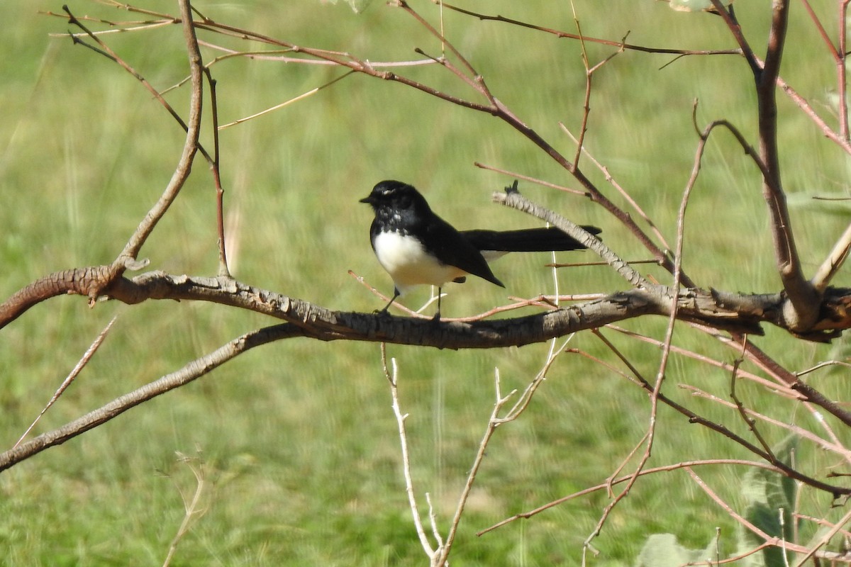 Willie-wagtail - Deb & Rod R