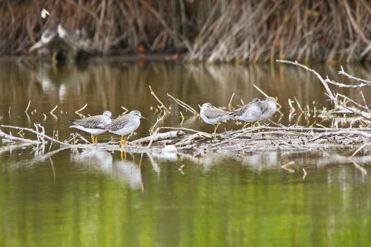 Stilt Sandpiper - ML223198571