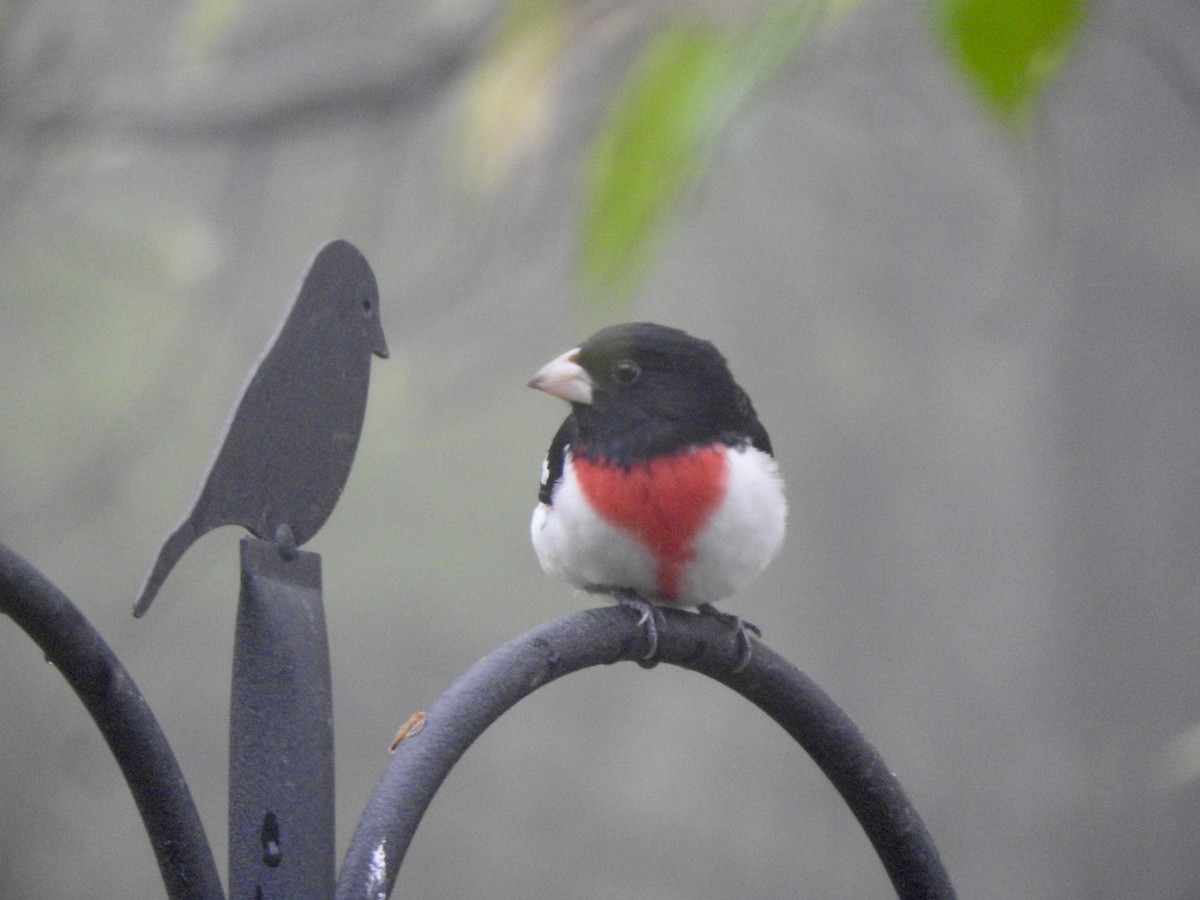 Rose-breasted Grosbeak - Gary Harbour