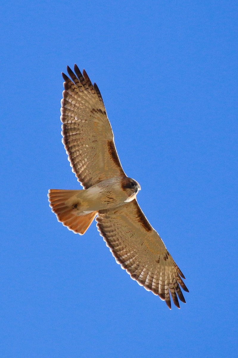 Rotschwanzbussard - ML223201151