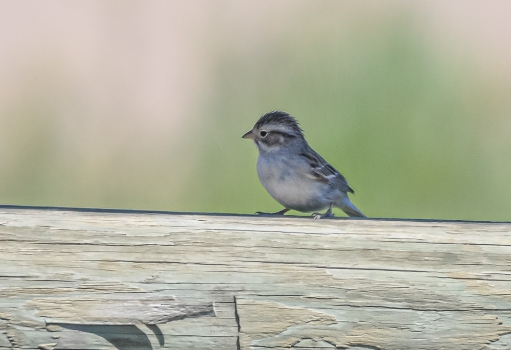 Brewer's Sparrow - ML223202281