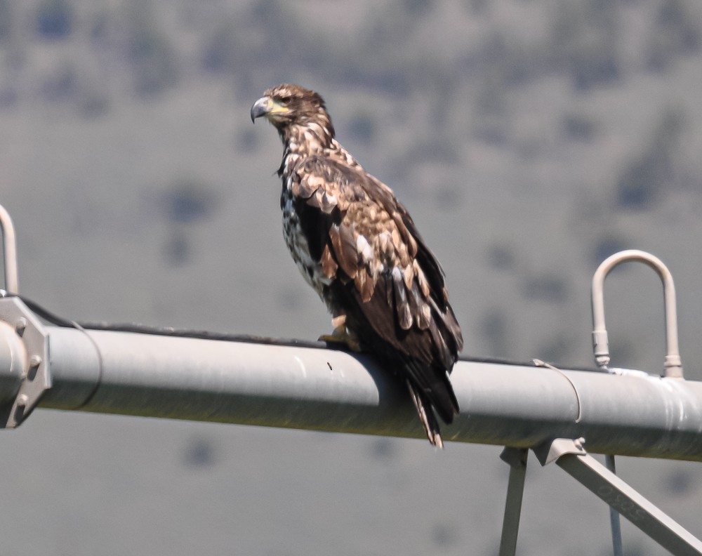 Bald Eagle - ML223202361