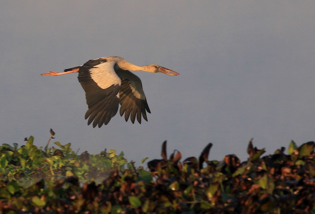 Asian Openbill - ML223204201