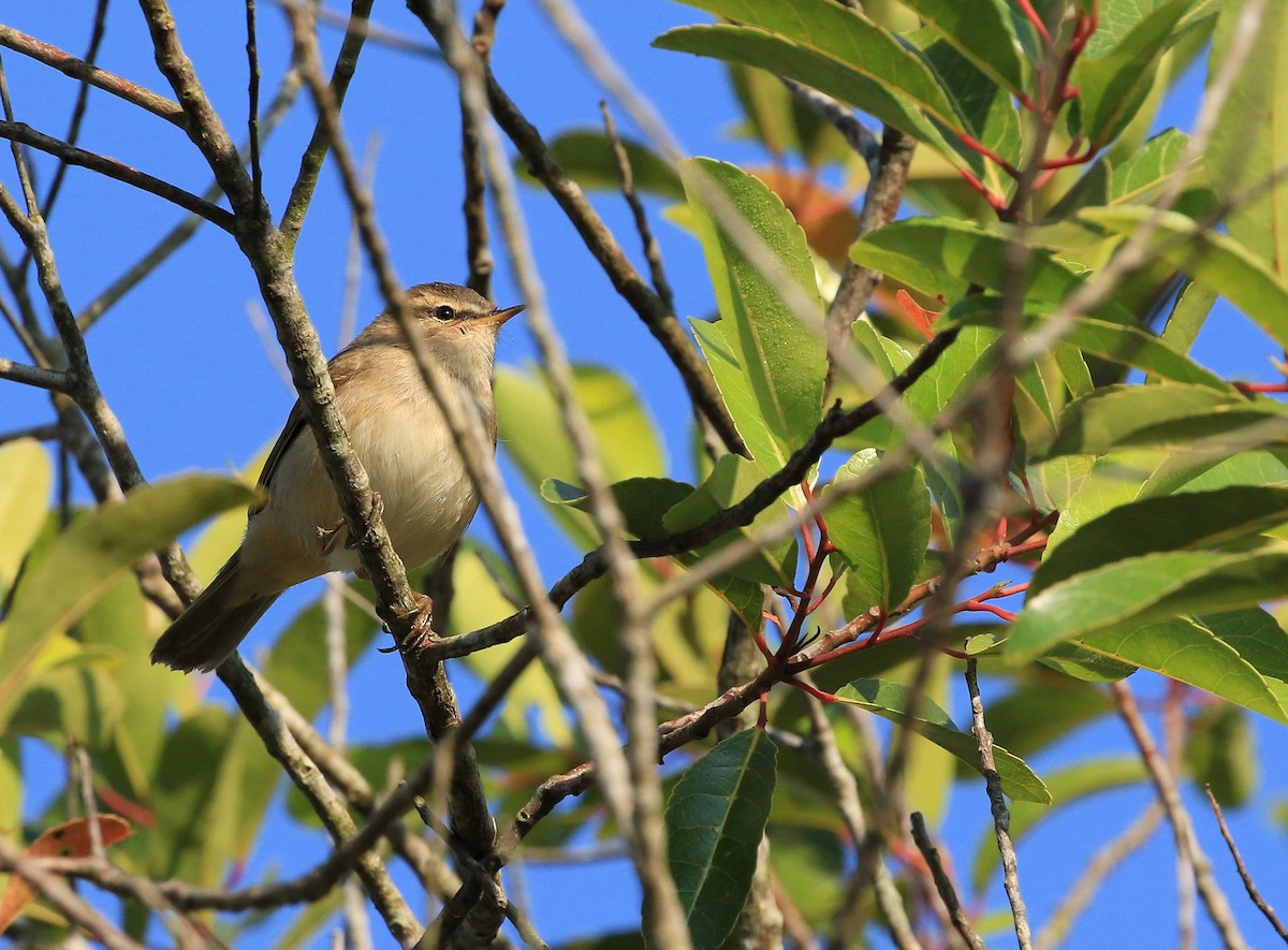 Dusky Warbler - ML223204591