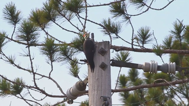 Pileated Woodpecker - ML223205141