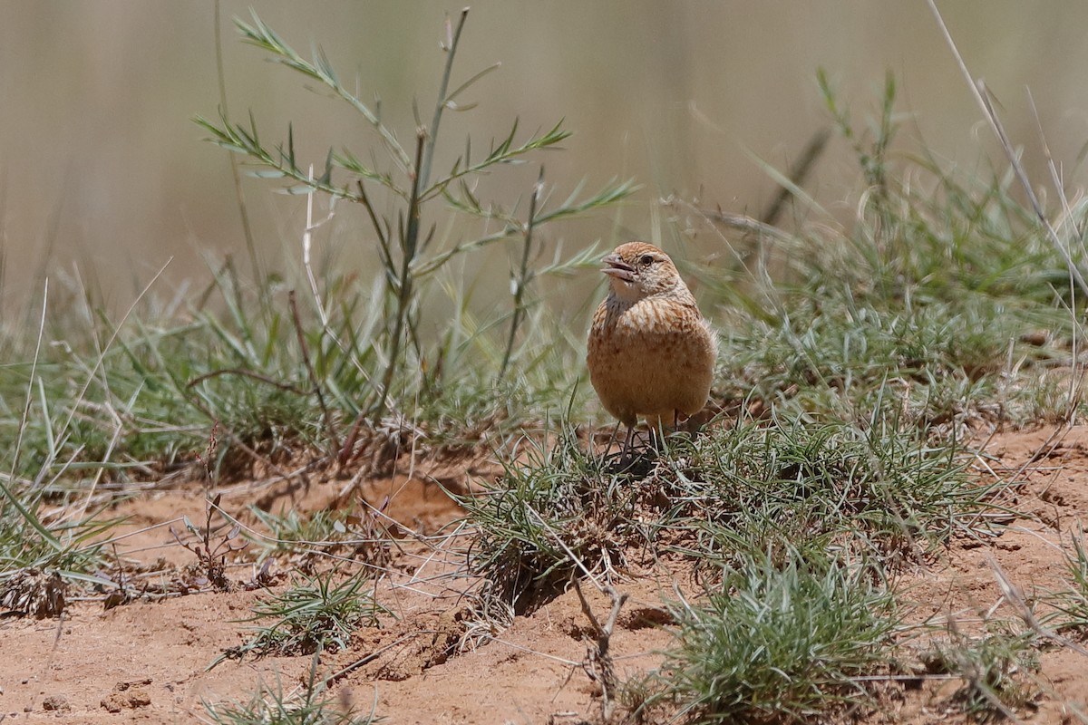 Eastern Clapper Lark - ML223205561