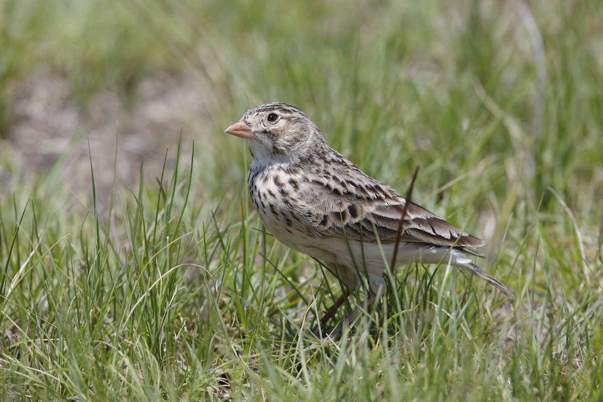 Botha's Lark - Holger Teichmann