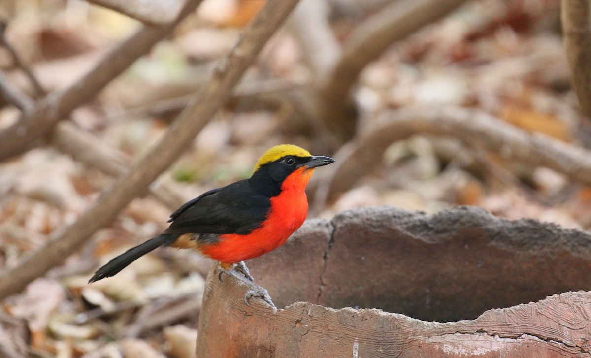 Yellow-crowned Gonolek - ML223206501