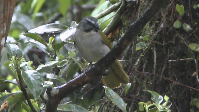 Buff-throated Saltator - ML223206821