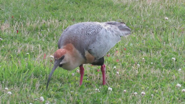 Ibis à face noire - ML223206851