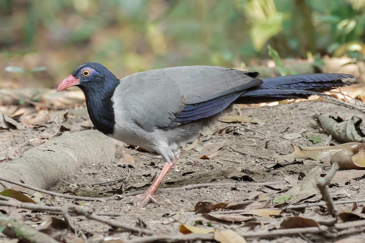 Coral-billed Ground-Cuckoo - ML223206931