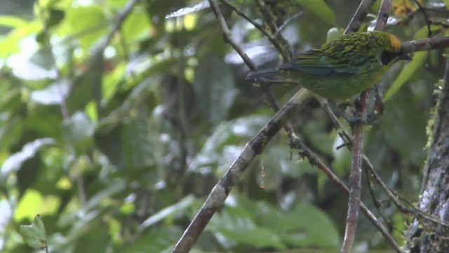 Green-and-gold Tanager - ML223207201