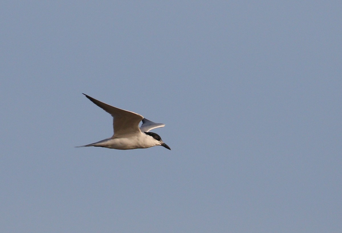 Gull-billed Tern - ML223208011