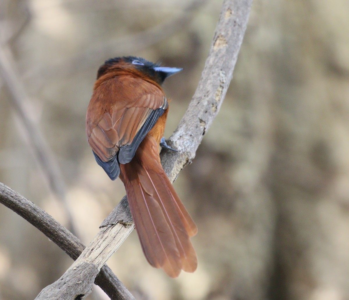 Black-headed Paradise-Flycatcher - simon walkley