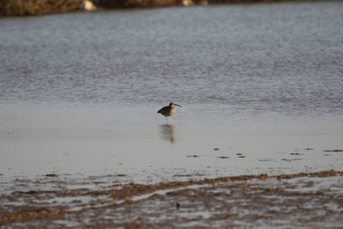 Whimbrel - ML223209661