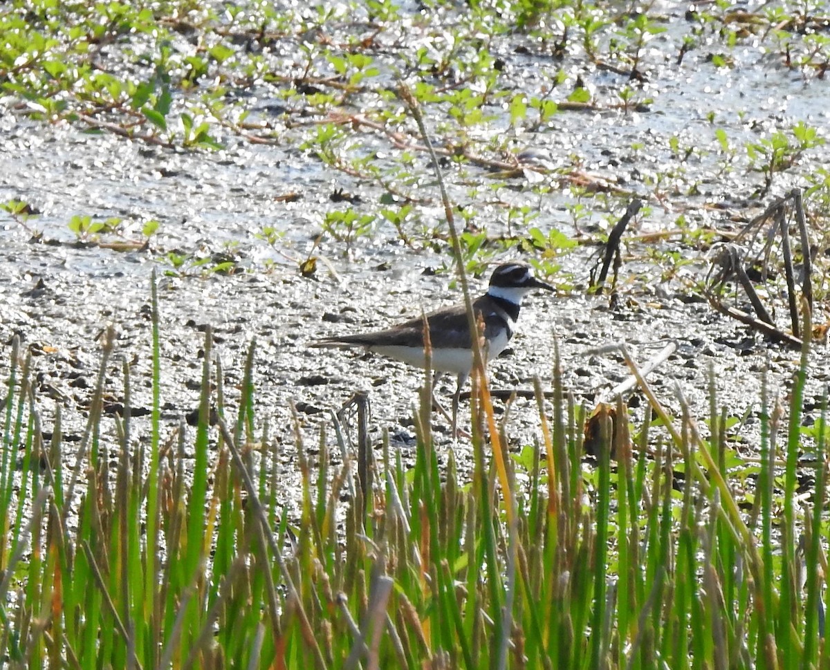 Killdeer - ML223210911