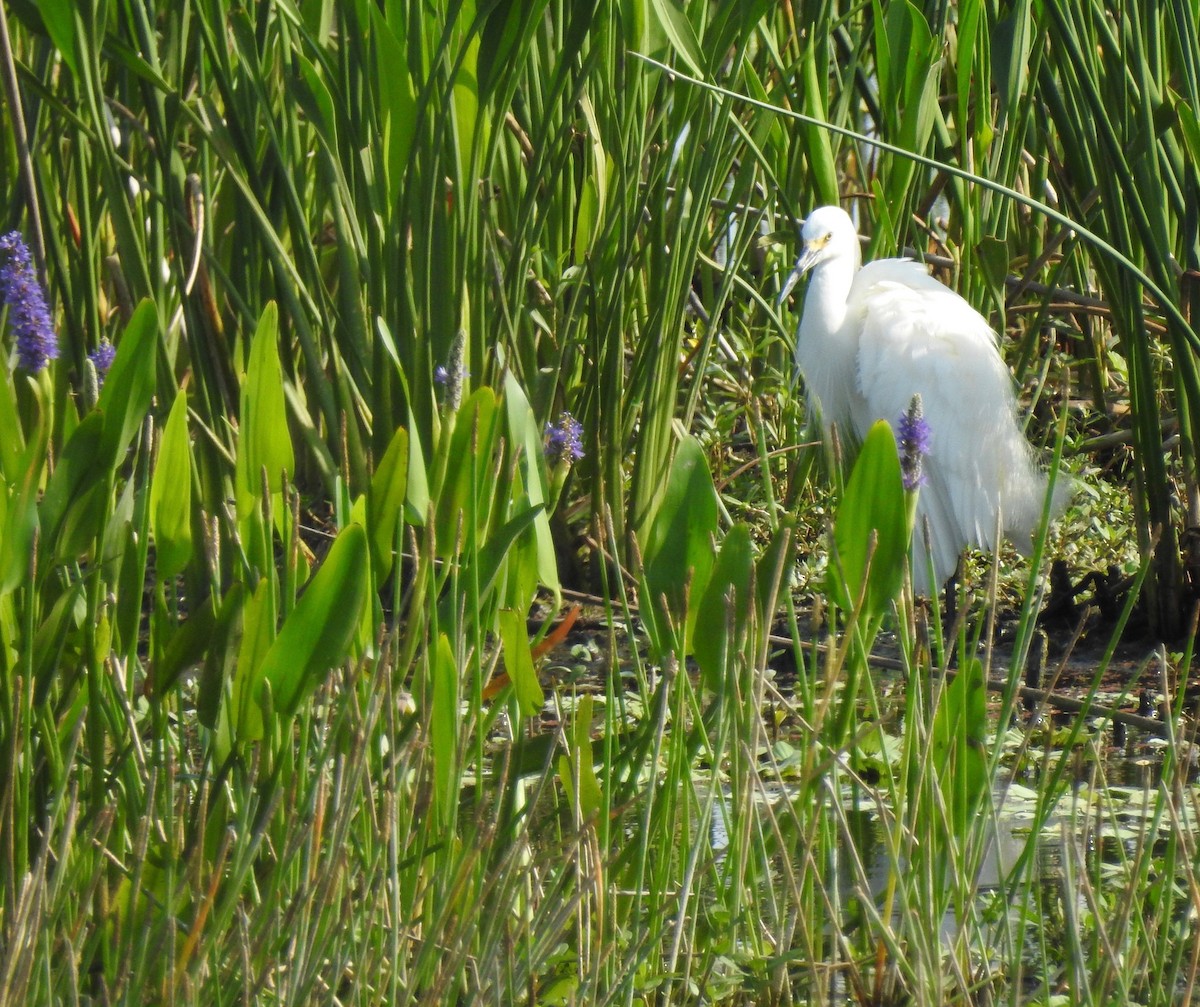 Snowy Egret - ML223211021