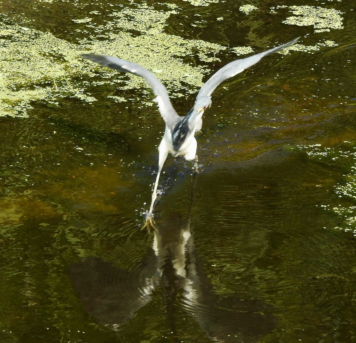 Tricolored Heron - ML223211141