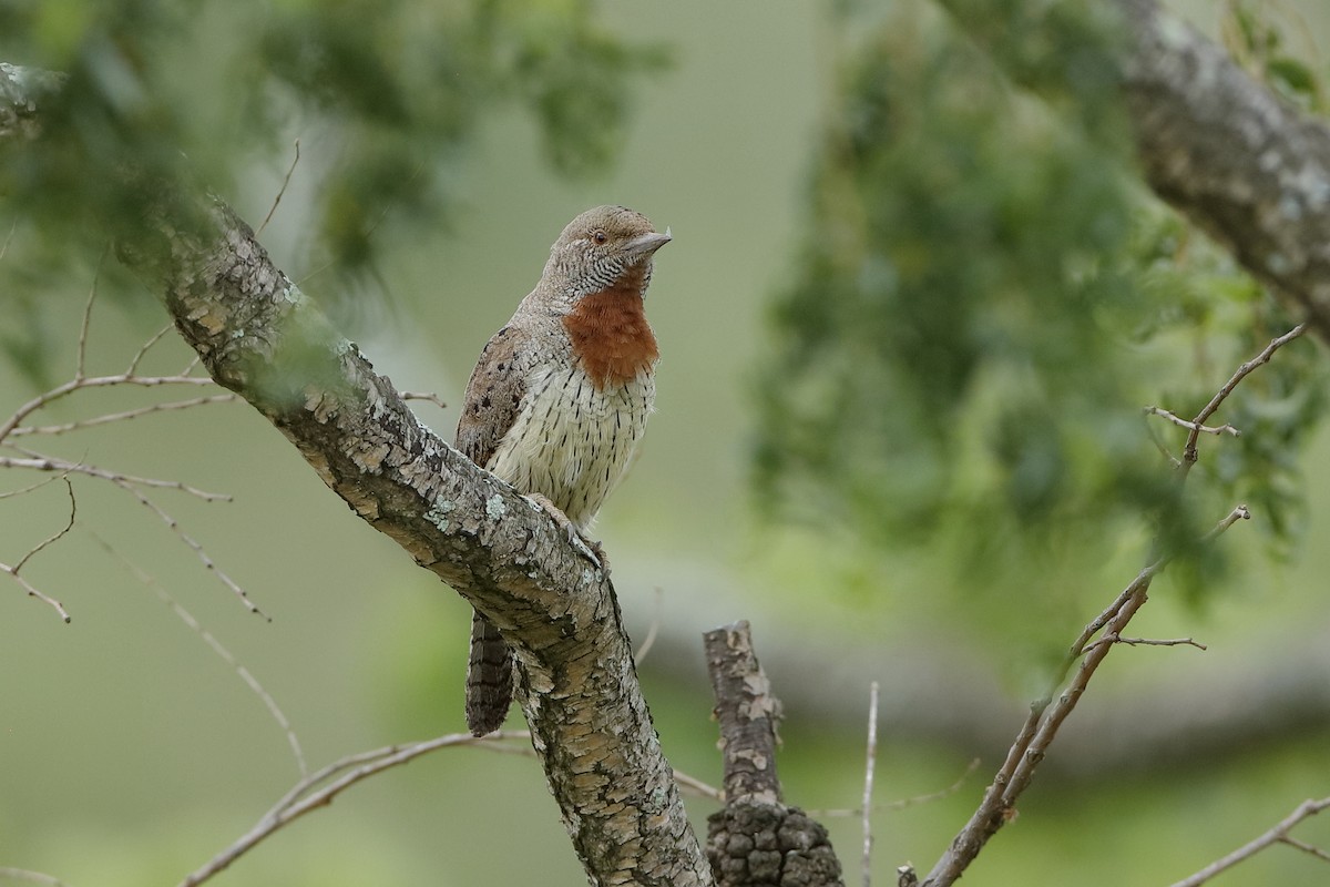Red-throated Wryneck - Holger Teichmann