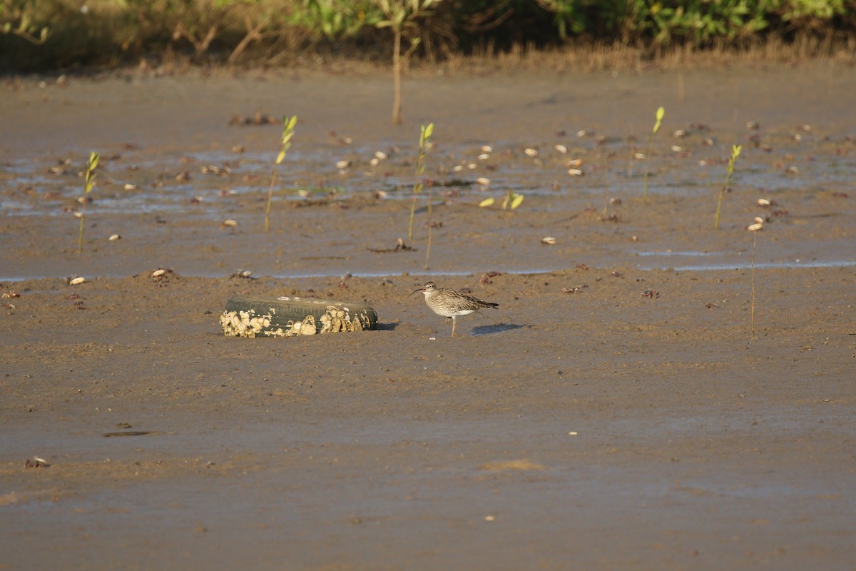 Whimbrel - ML223211691