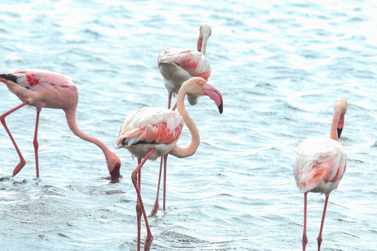 Greater Flamingo - Allison Miller