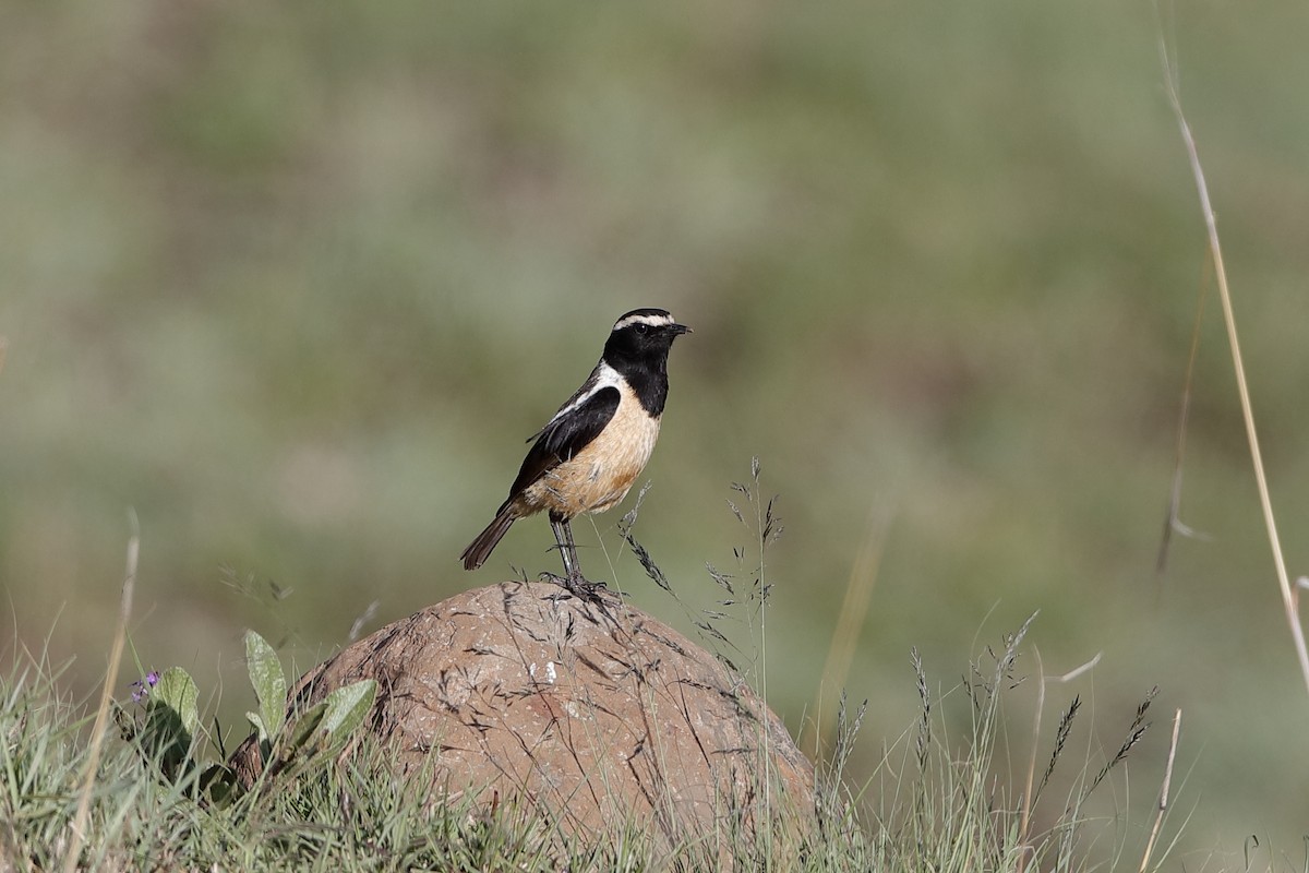 Buff-streaked Chat - Holger Teichmann